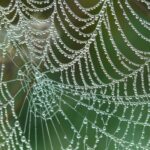 Spider Web With Rain Drops