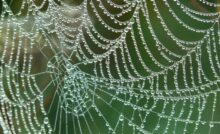 Spider Web With Rain Drops